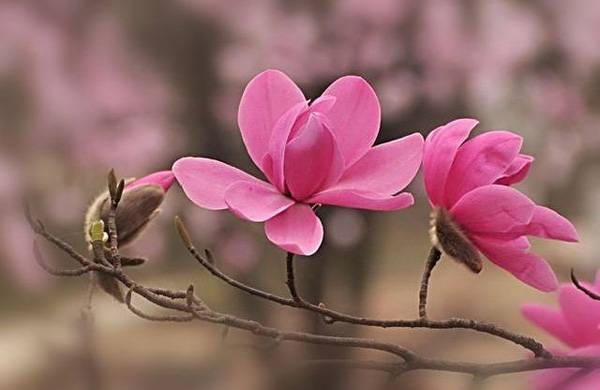 清明，獻(xiàn)給您一束辛夷花